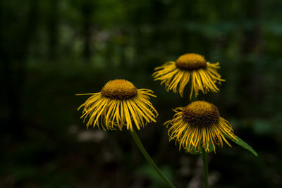 Close-up of yellow flowering plant