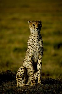 Cheetah is looking around