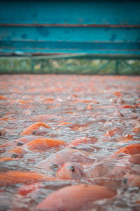 Close-up of fish underwater