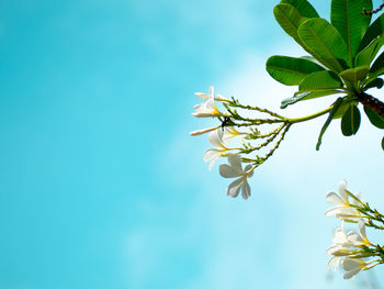 Low angle view of flowering plant against clear sky