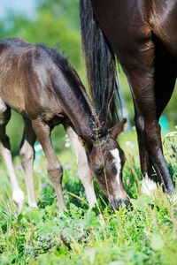 Close-up of horse grazing on field