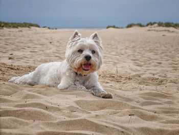 Portrait of dog running on beach