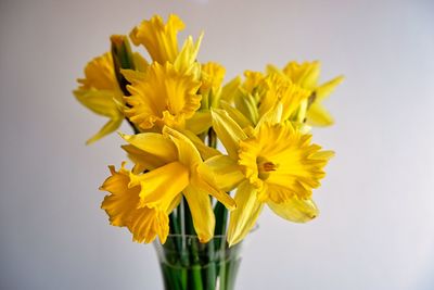 Close-up of yellow flower vase against white background