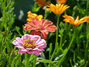 Close-up of pink flowering plants