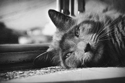 Close-up of cat resting