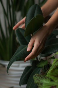 Close-up of hand holding leaves