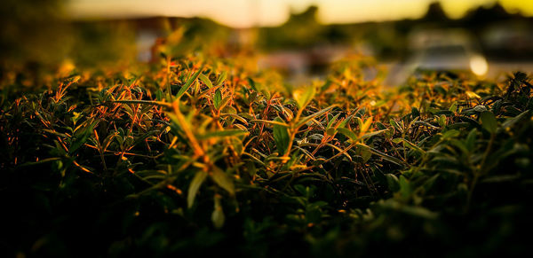 Close-up of fresh green grass