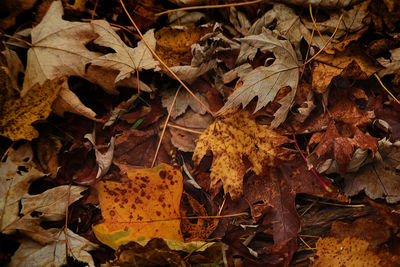 Fallen leaves on ground