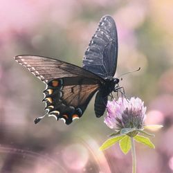 Close-up of butterfly on flower