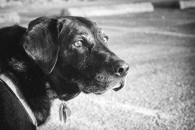 Close-up of dog