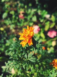 Close-up of orange flower