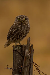 Low angle view of owl perching on wooden post