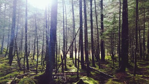 Trees in forest