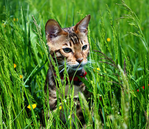 Portrait of cat on field