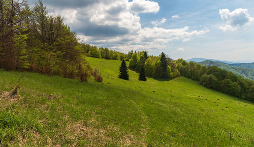 Scenic view of grassy field against sky