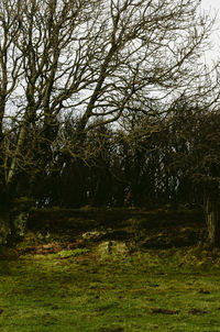 Trees growing in forest