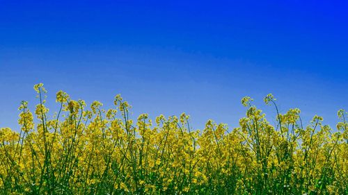 Low angle view of fresh green field against clear blue sky