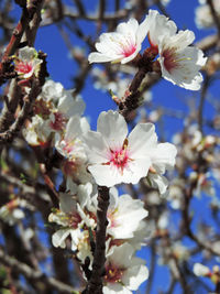 Close-up of white cherry blossoms