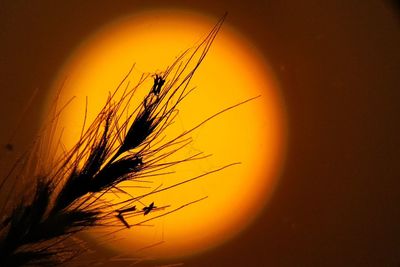 Close-up of wheat plant against orange sky