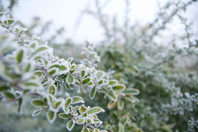 Close-up of flowering plant