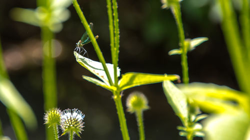Close-up of fresh green plant