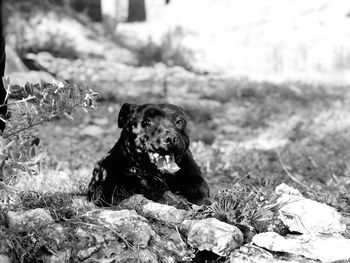 Portrait of dog sitting on field