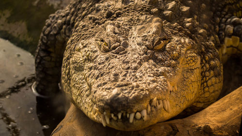 Close-up of crocodile