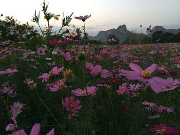 Close-up of pink cosmos flowers blooming on field