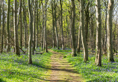 Walking path in woodland. fresh, nature, tall tree leafless branches, trunk, green grass, bluebell