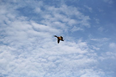 Low angle view of bird flying