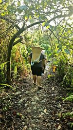 Rear view of man walking in forest