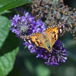 Close-up of butterfly perching on flower