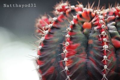 Close-up of red succulent plant