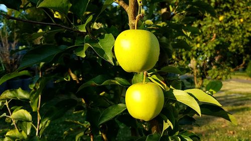Close-up of lemon growing on plant