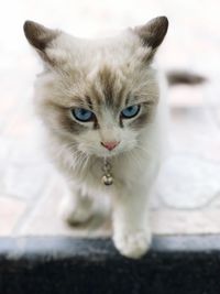 Close-up portrait of cat