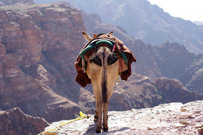 View of a donkey on rock