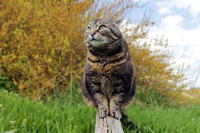 Portrait of a cat looking away