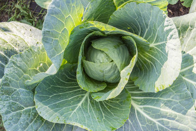 One head of cabbage growing in the garden, the concept of organic vegetable harvest,