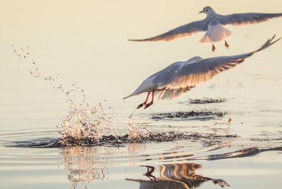 Birds flying over lake