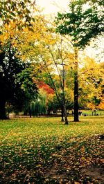 Trees in park