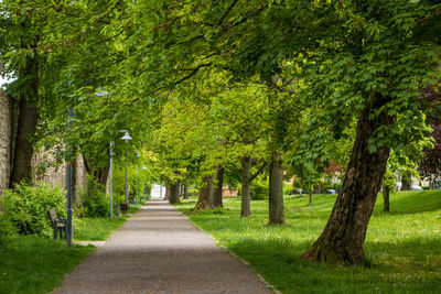 Trees in park