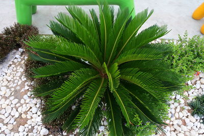 High angle view of green leaves on plant