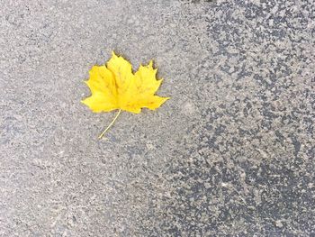 High angle view of yellow flower