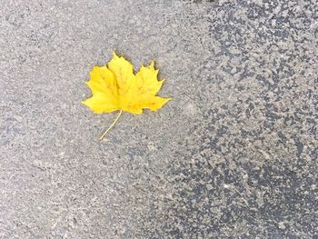 High angle view of yellow flower