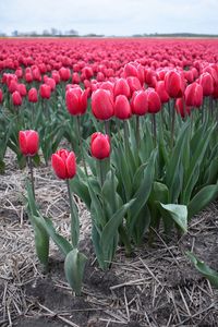 Close-up of red poppy flowers growing in field