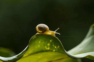 Snail on green leaf