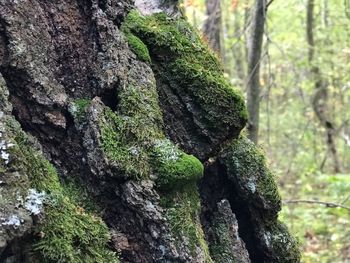 Close-up of moss growing on tree trunk