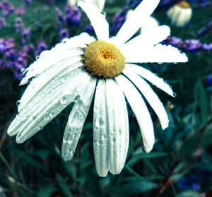 Close-up of white flowers