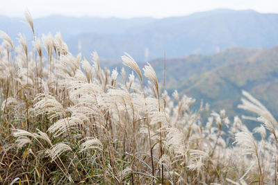 Close-up of wheat field against sky