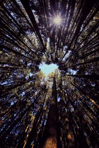 Low angle view of sunlight streaming through trees in forest